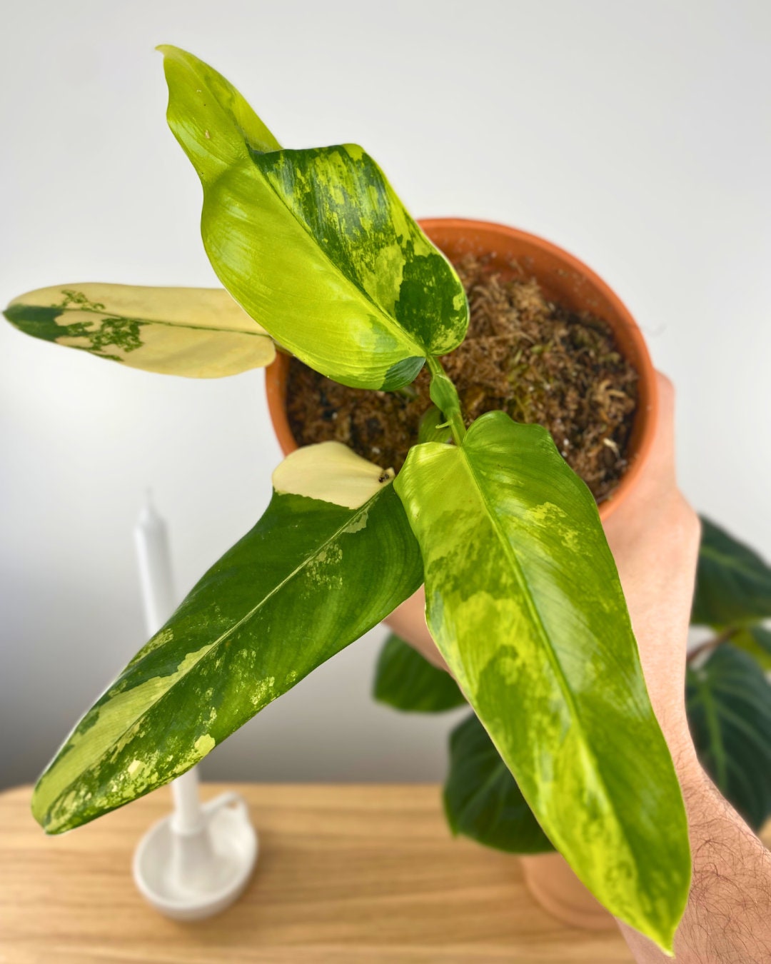 philodendron domesticus Philodendron Domesticum Variegata – Aurea Plants