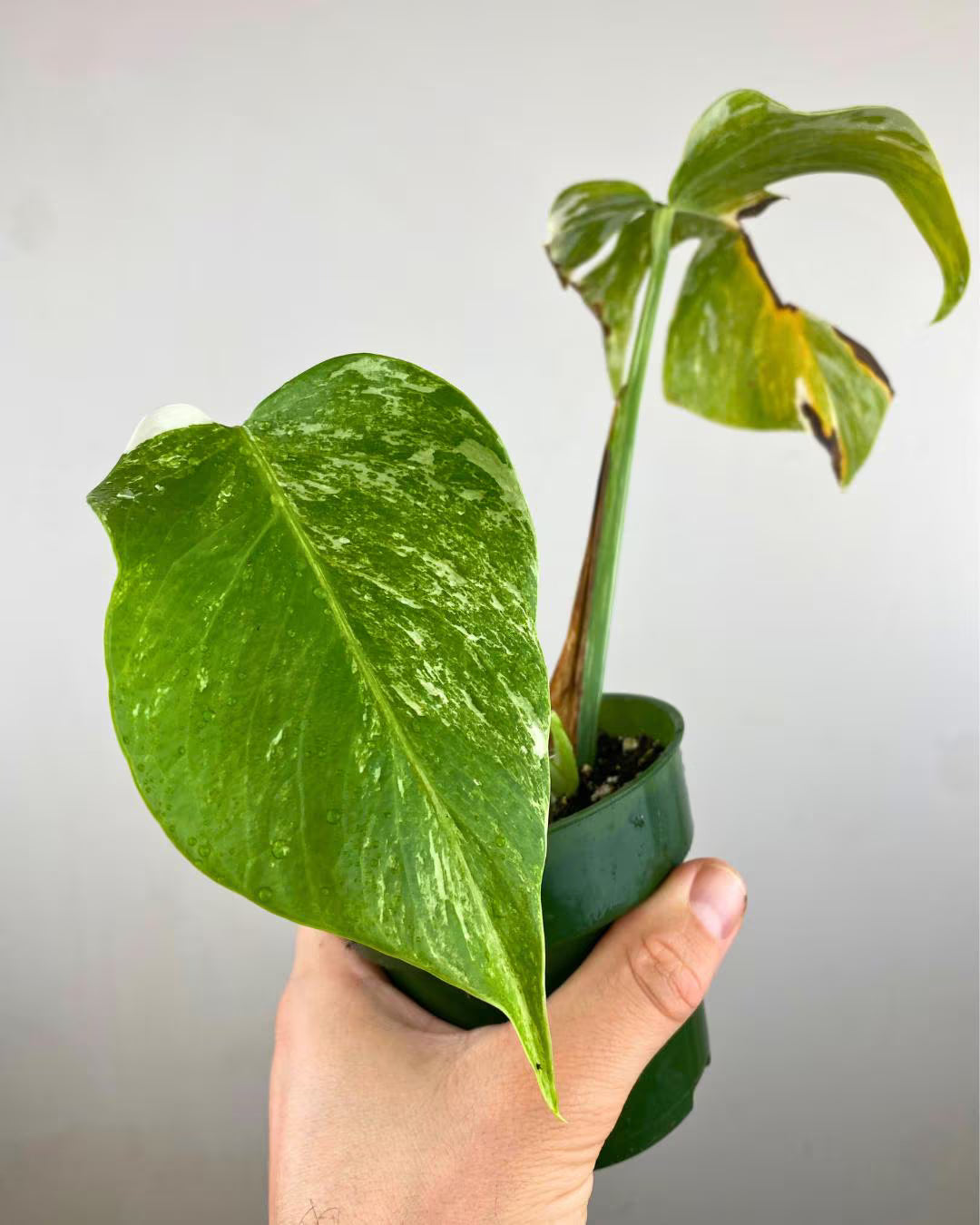 Monstera Borsigiana Albo