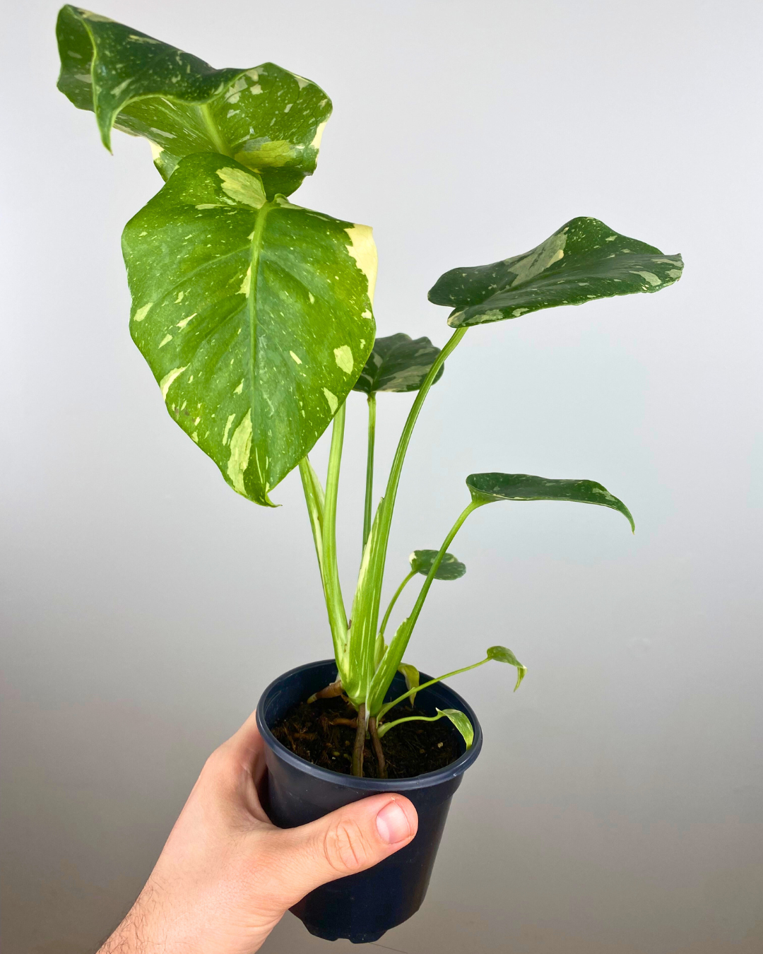 Feuilles marbrées crème et vert du Monstera Thai Constellation en pot décoratif.
