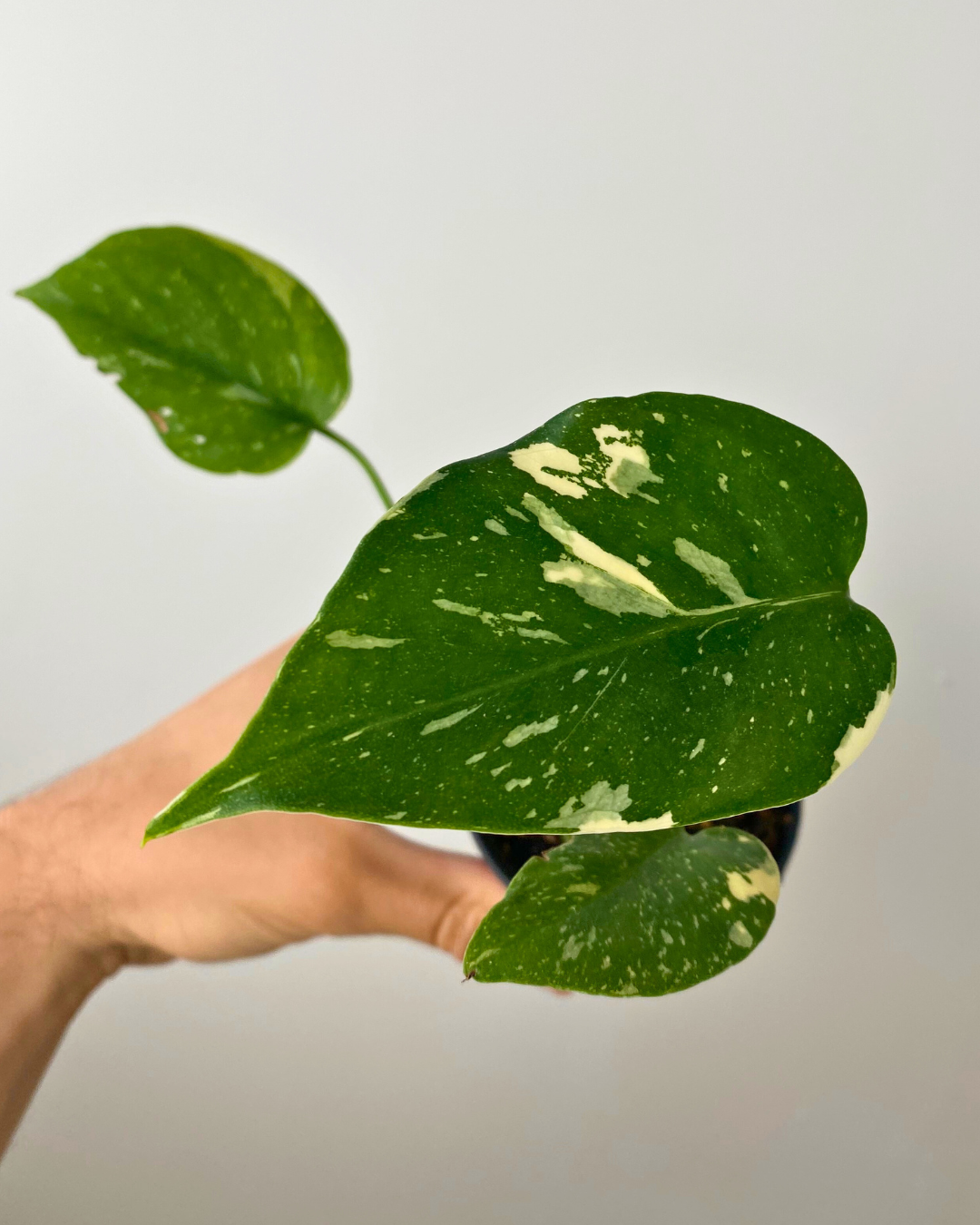 Feuilles marbrées crème et vert du Monstera Thai Constellation en pot décoratif.