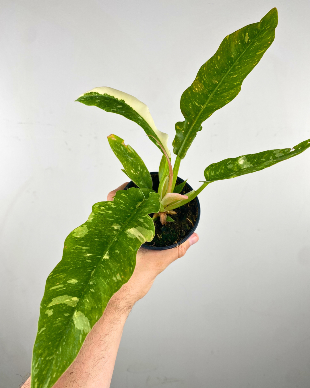 Feuilles tricolores dentelées du Philodendron Ring of Fire en pot.