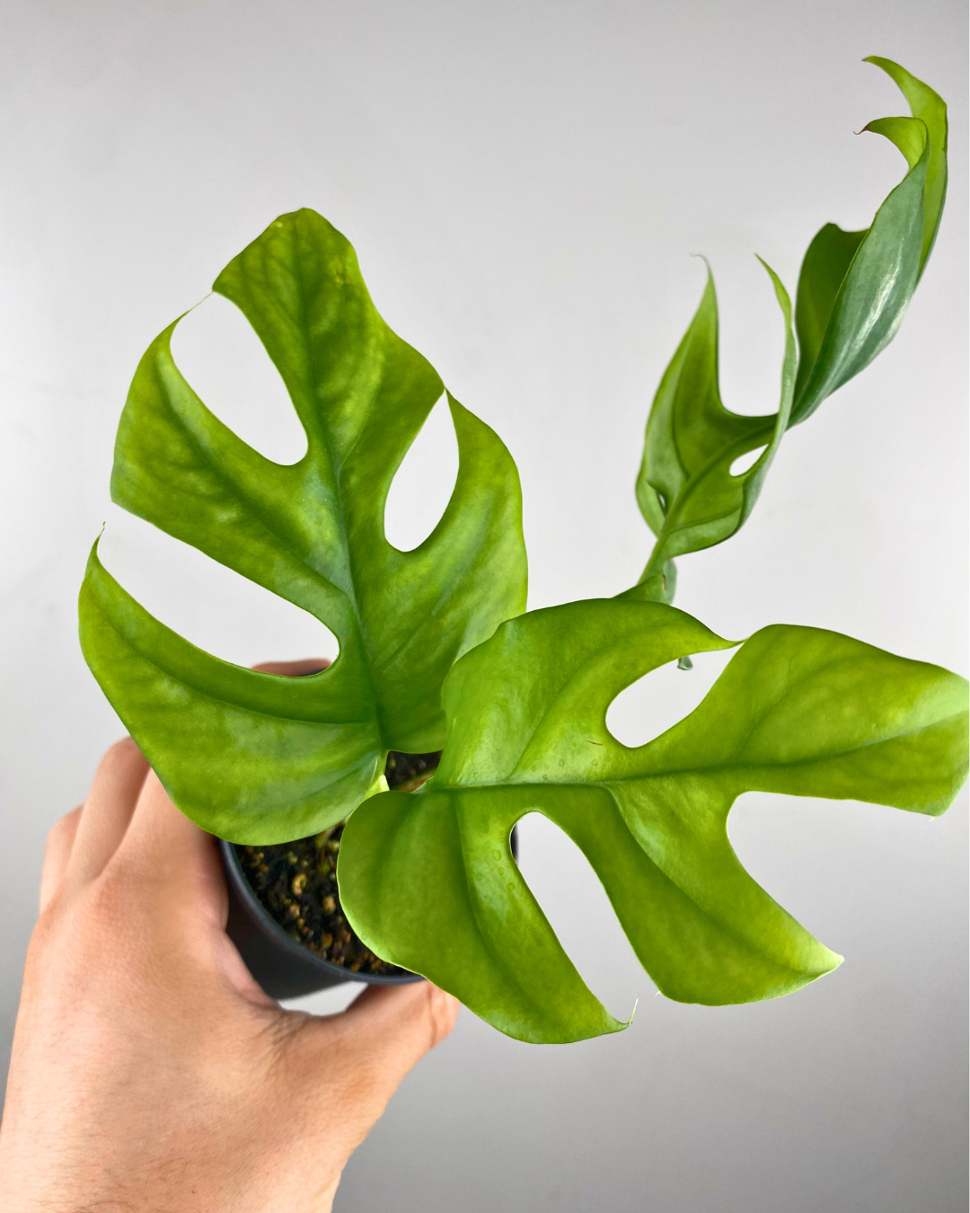 Feuillage découpé de Rhaphidophora tetrasperma sur tuteur dans un salon lumineux.
