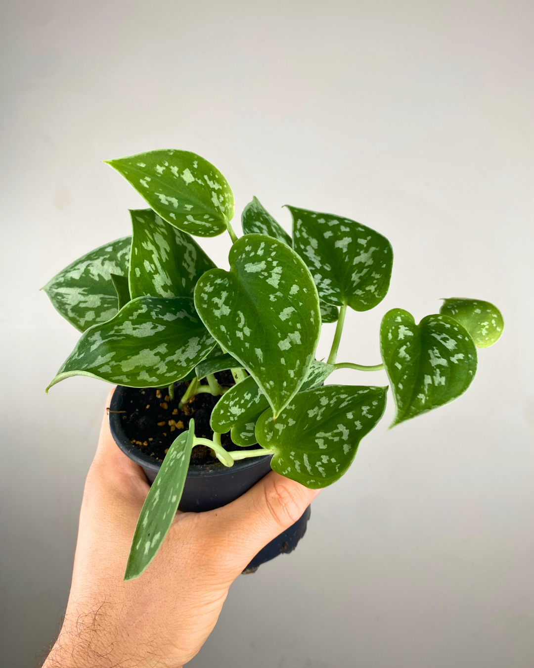 Plante tropicale au feuillage satiné vert et argent