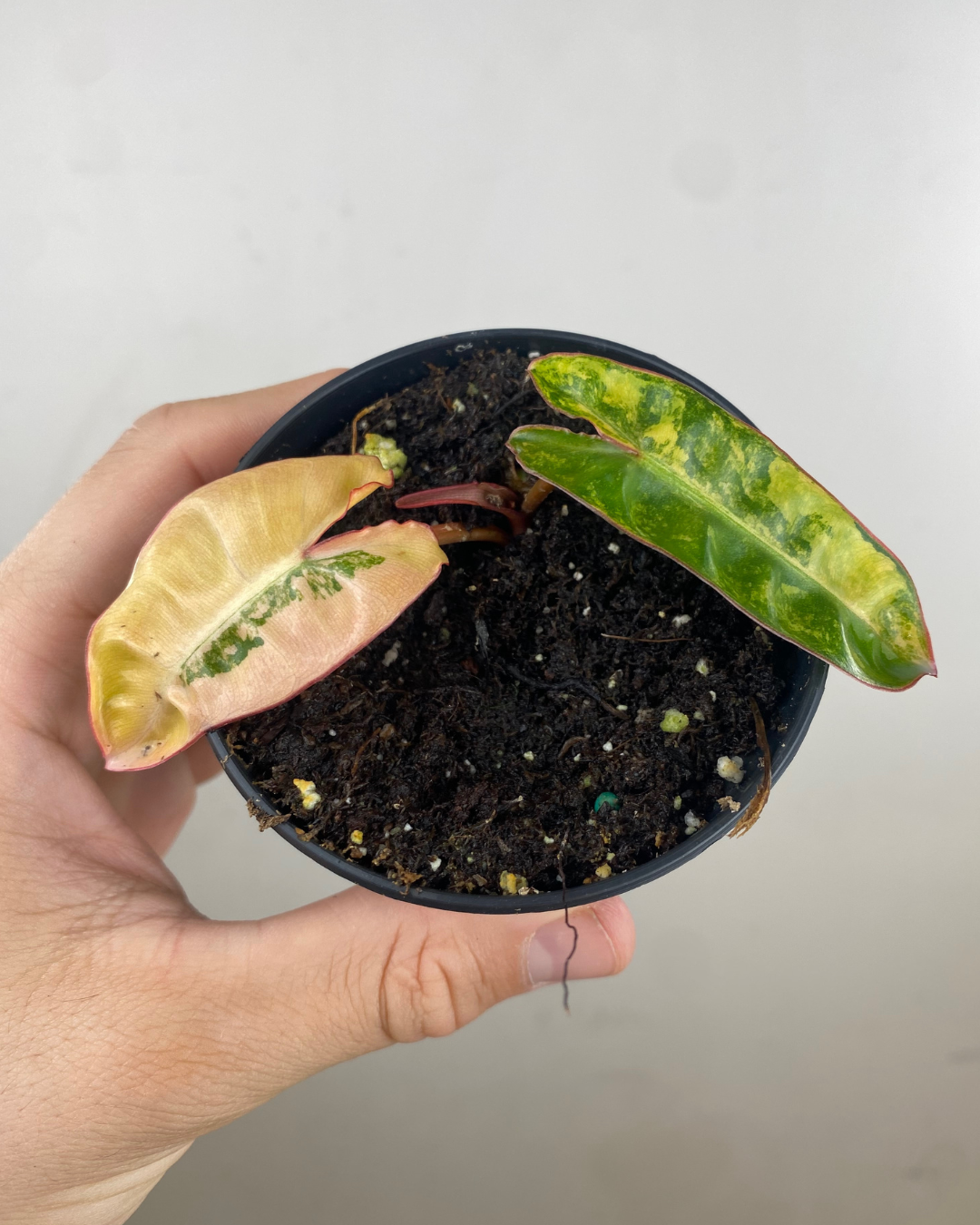 Philodendron billietiae variegata aux tiges orange et feuilles marbrées