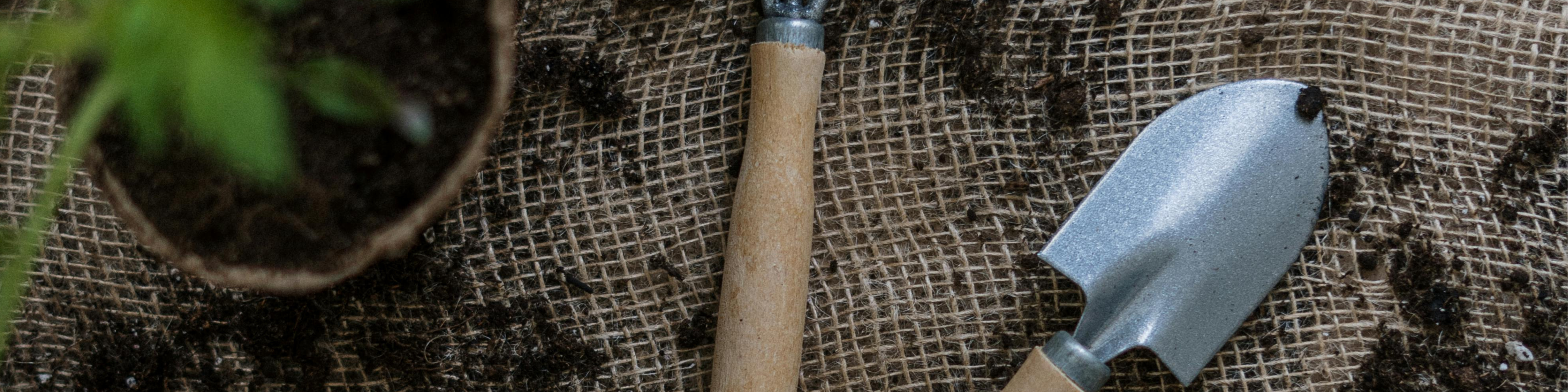 Notre méthode simple et efficace de bouturage