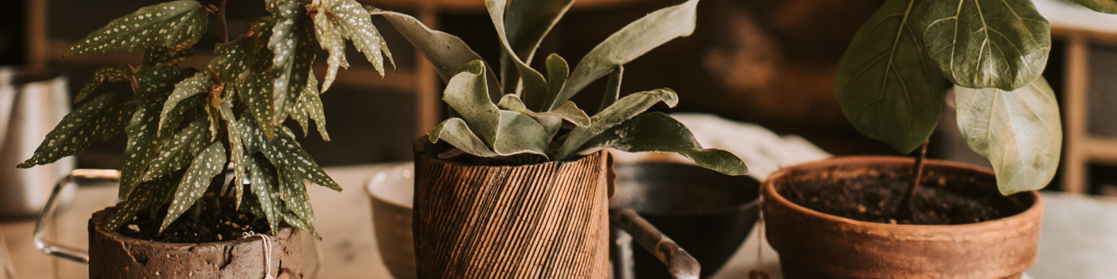 Intégrer les plantes à son décor avec style