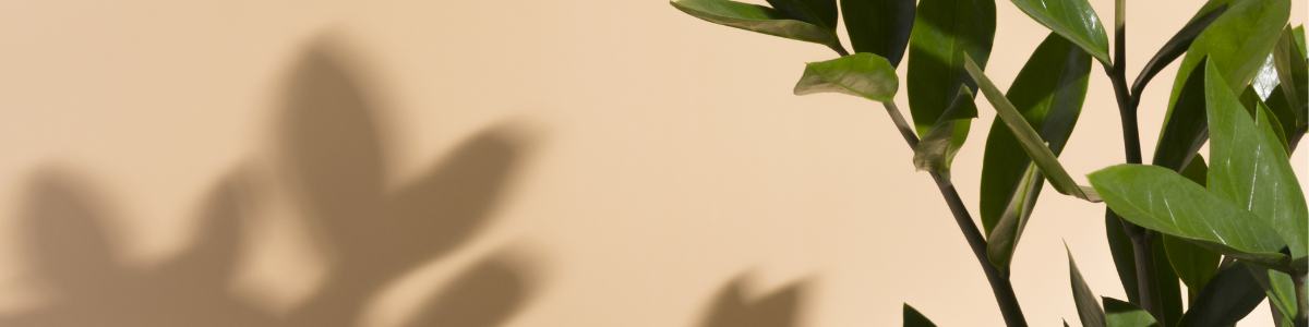 L'importance du rempotage pour vos plantes d'intérieur