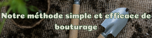 Notre méthode simple et efficace de bouturage