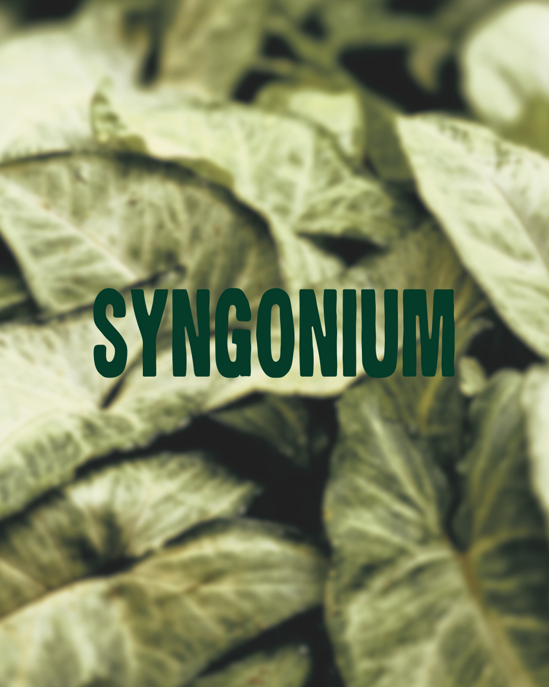 Syngonium