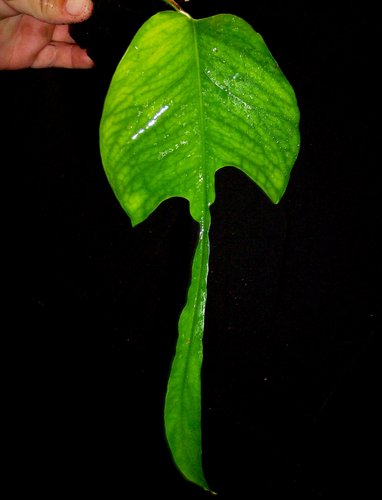Epipremnum pinnatum 'Skeleton Key'