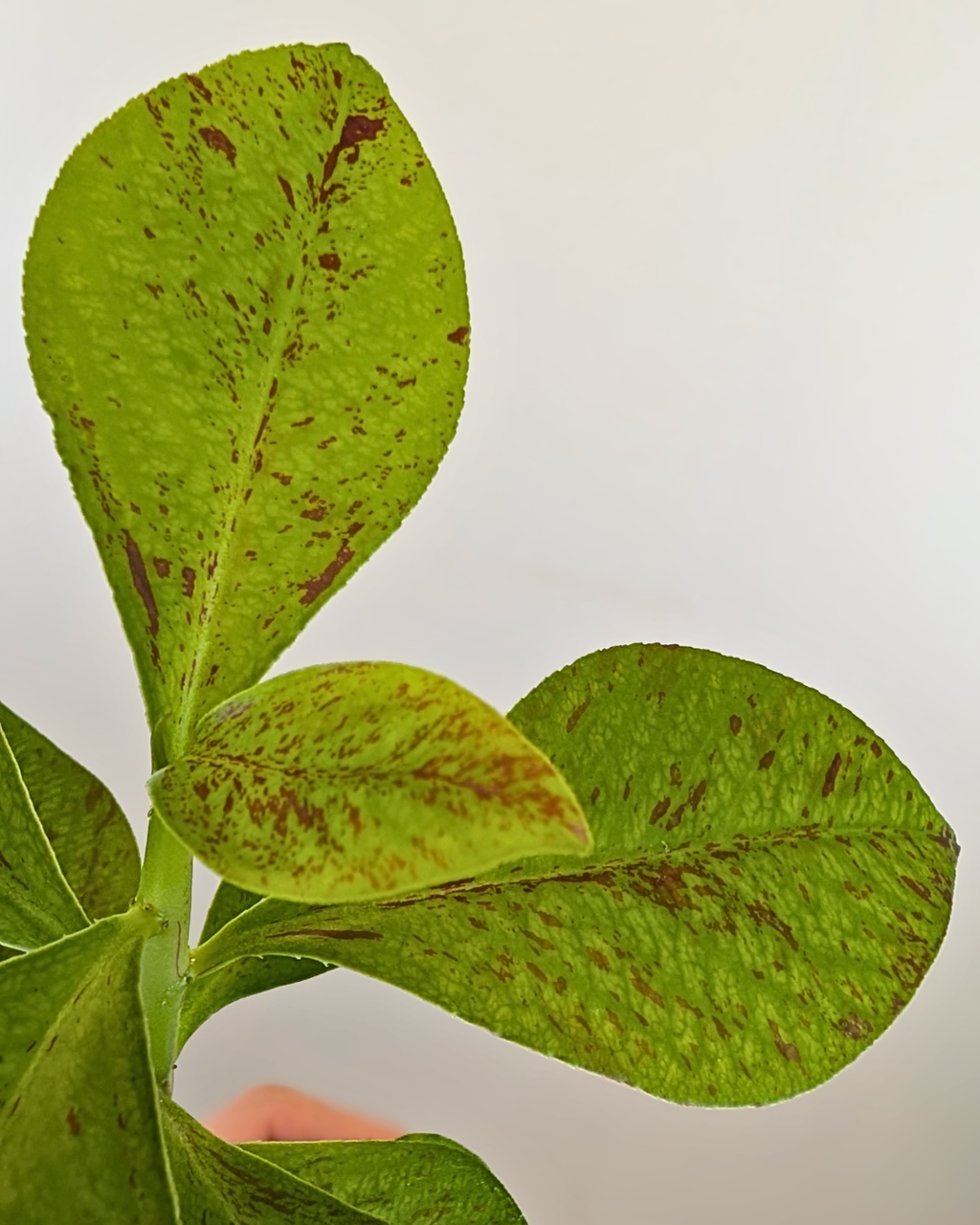 Euphorbia grantii (Syn. Synadenium grantii)