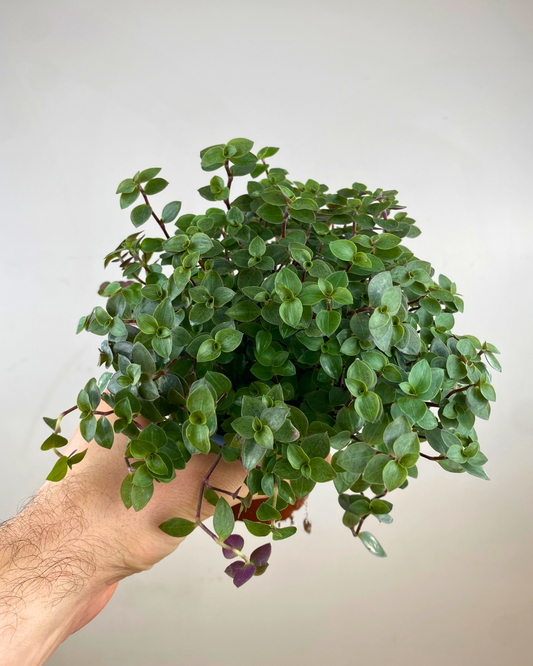 Callisia repens