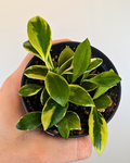 Hoya Heuschkeliana Outer Variegata