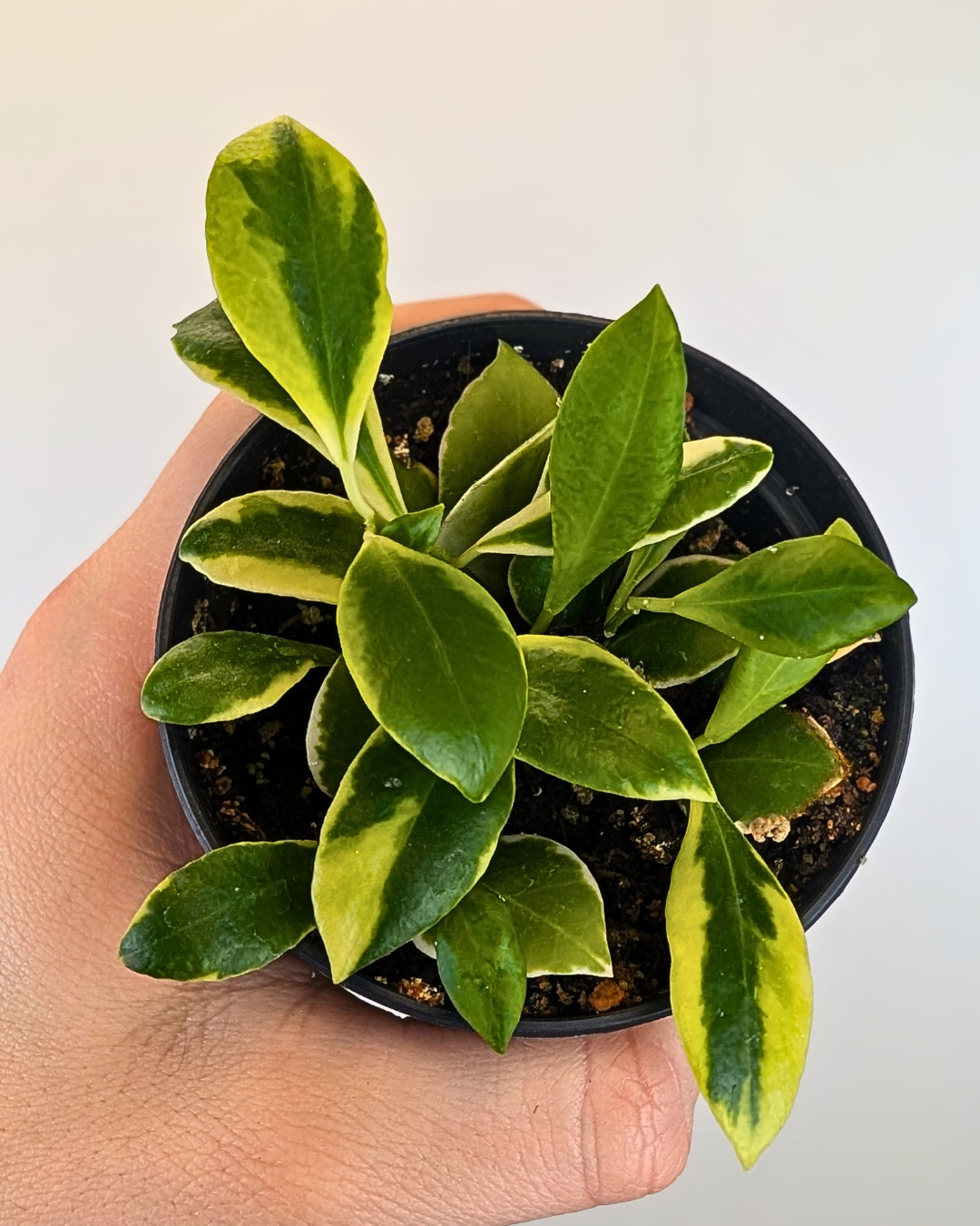 Hoya Heuschkeliana Outer Variegata