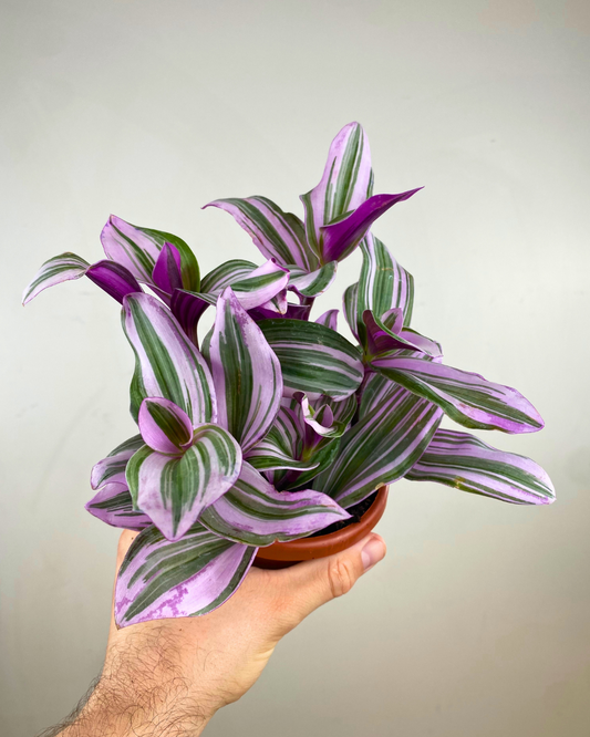Tradescantia 'Nanouk'
