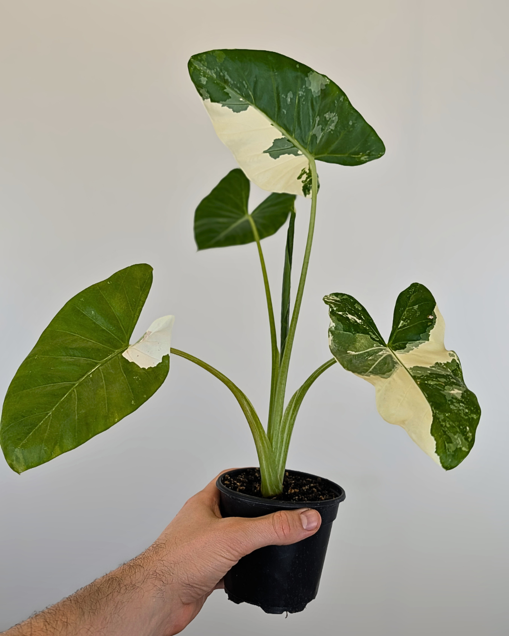 Alocasia 'Appaloosa Gold' Variegata