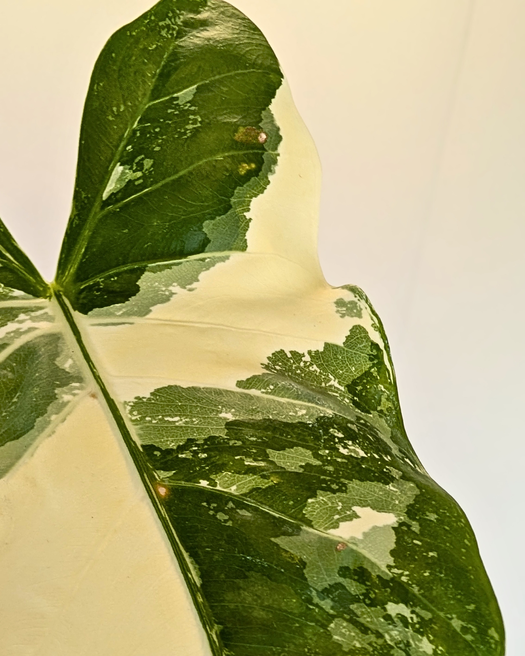 Alocasia 'Appaloosa Gold' Variegata