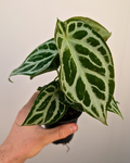 Anthurium crystallinum