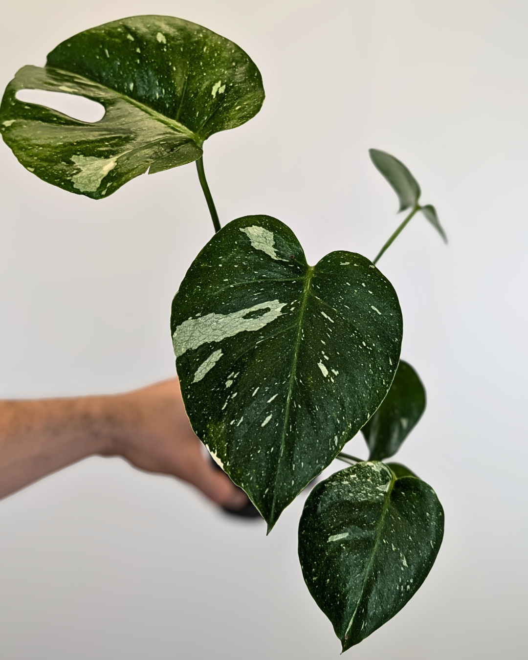 Monstera Thai Constellation