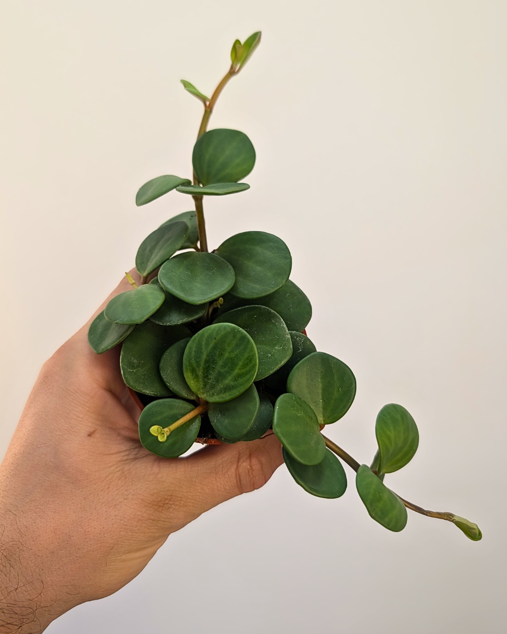 Peperomia ‘Hope’