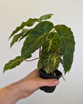 Begonia Gray Feather