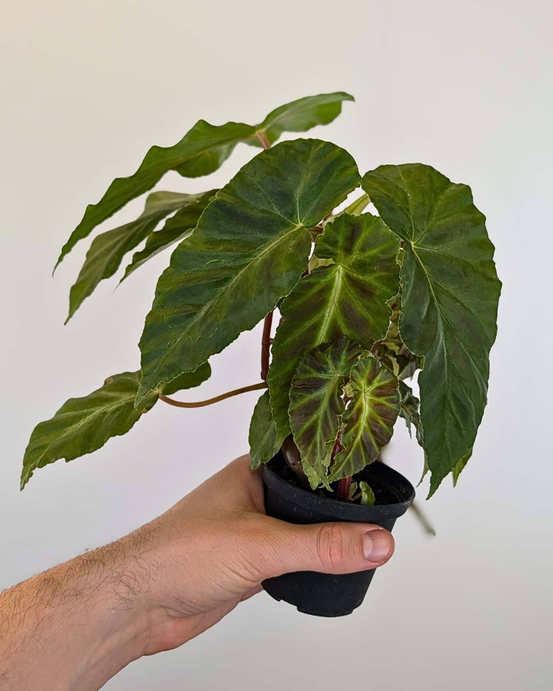 Begonia 'Gray Feather'