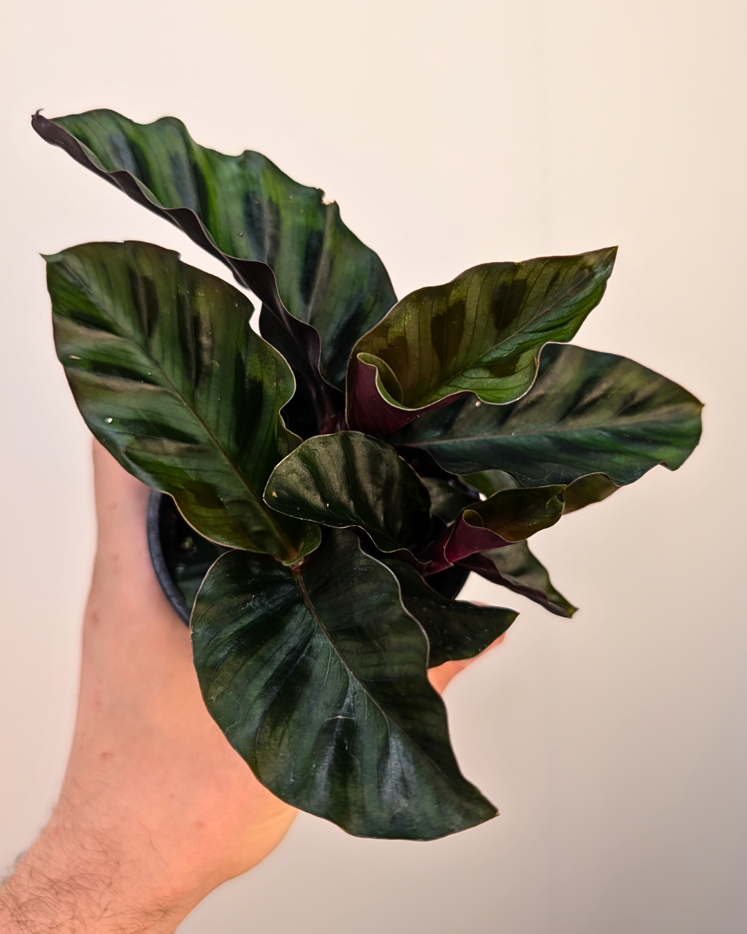 Calathea ‘Velvet Glory’
