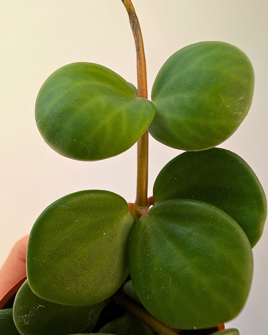 Peperomia ‘Hope’
