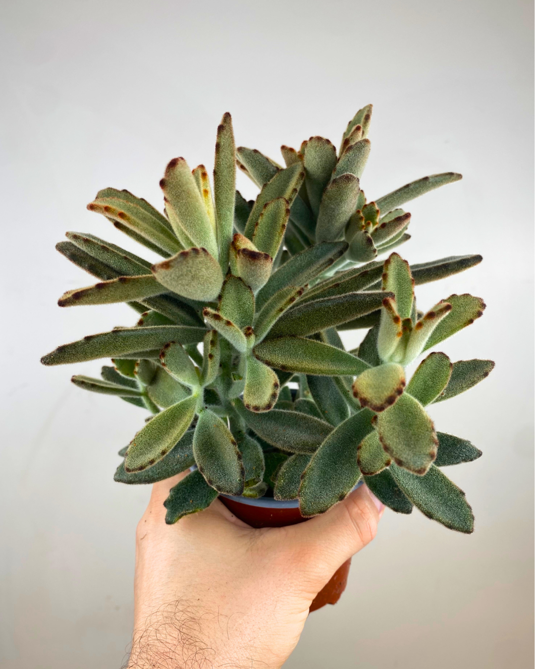 Kalanchoe tomentosa 'Panda Plant'