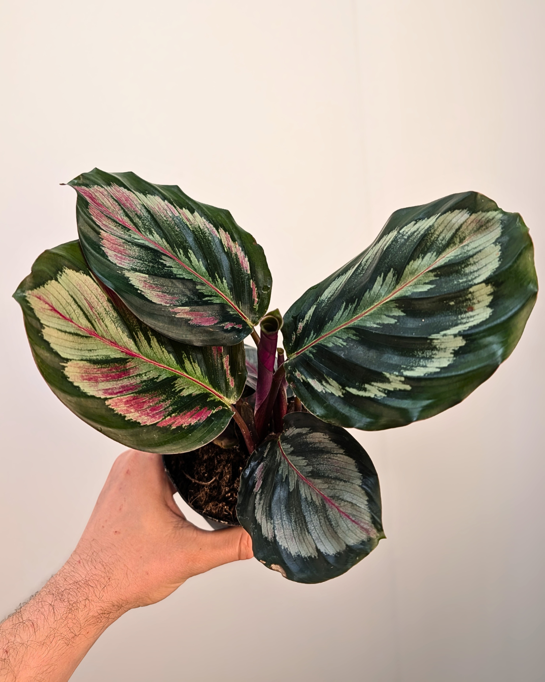 Calathea 'Northern Lights'