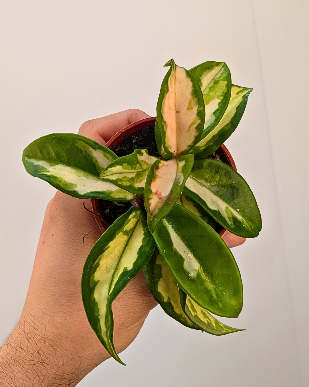 Hoya Carnosa 'Tricolor'