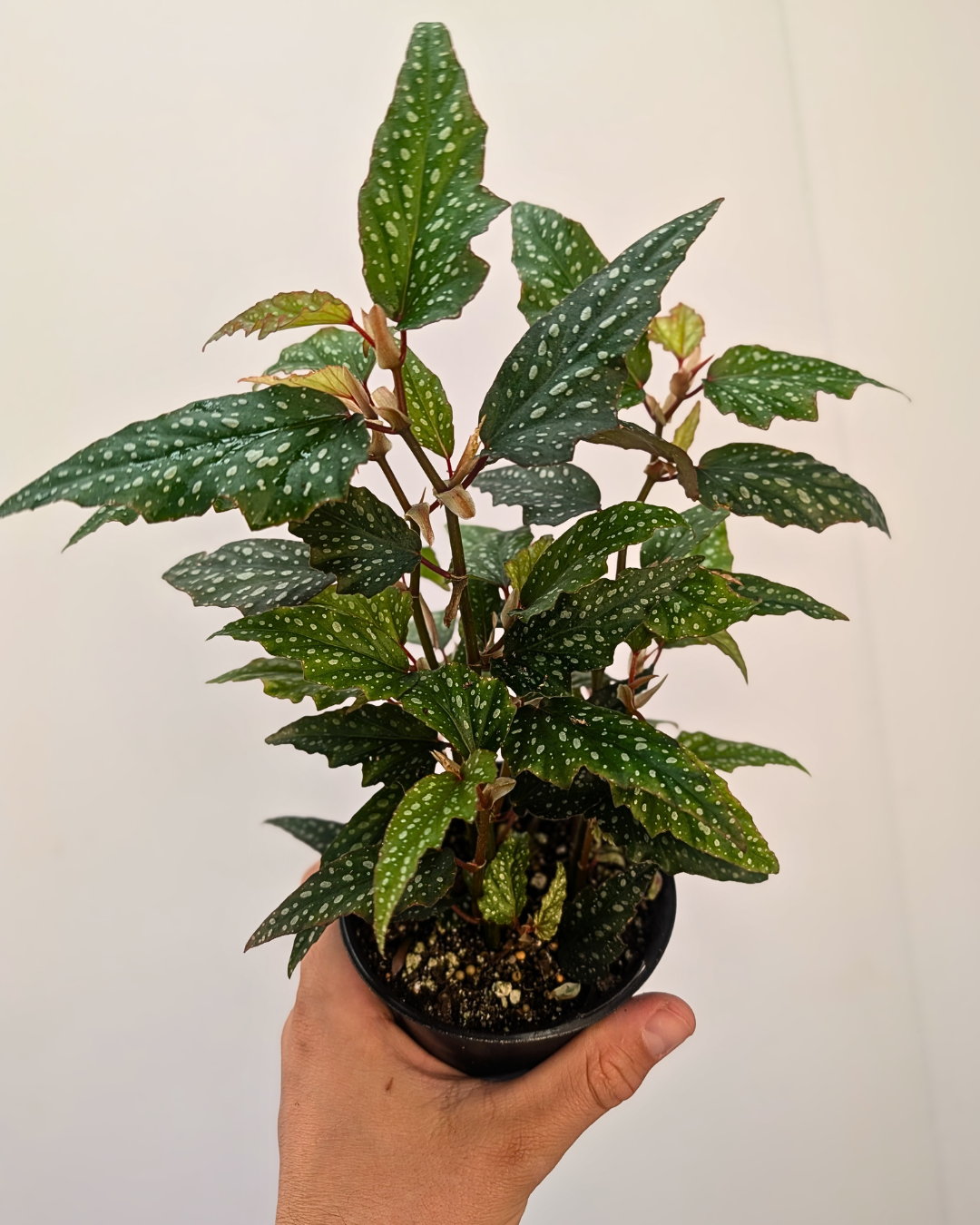 Begonia medora 'Angel Wing'
