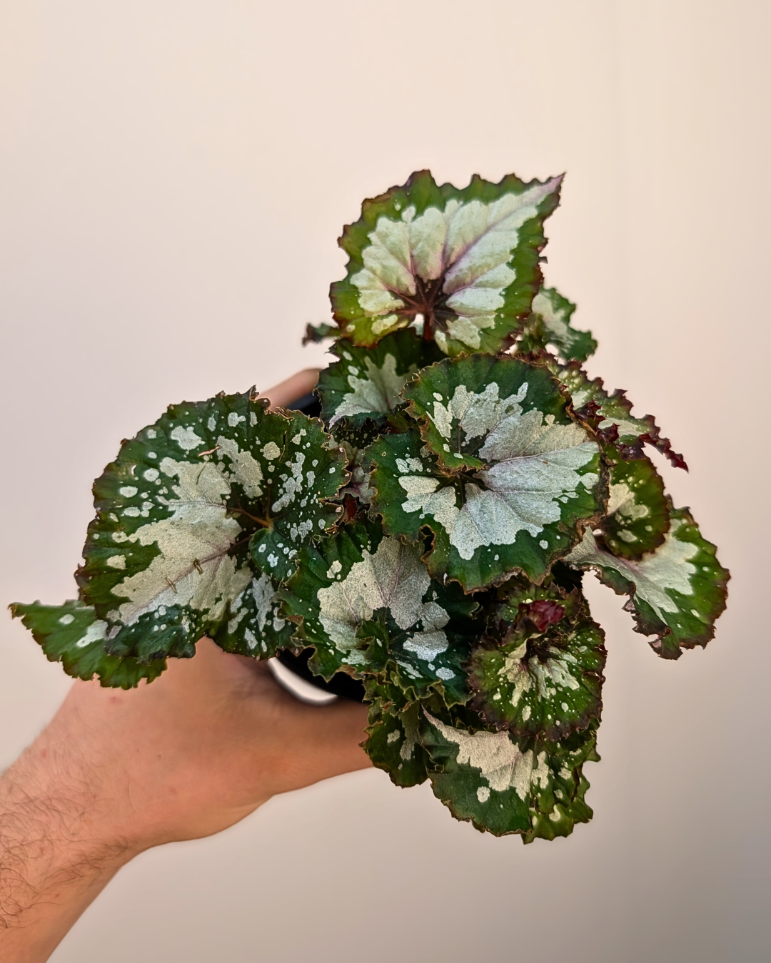 Begonia 'Jurassic'