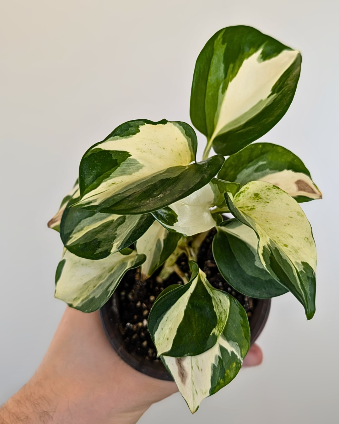 Pothos Manjula