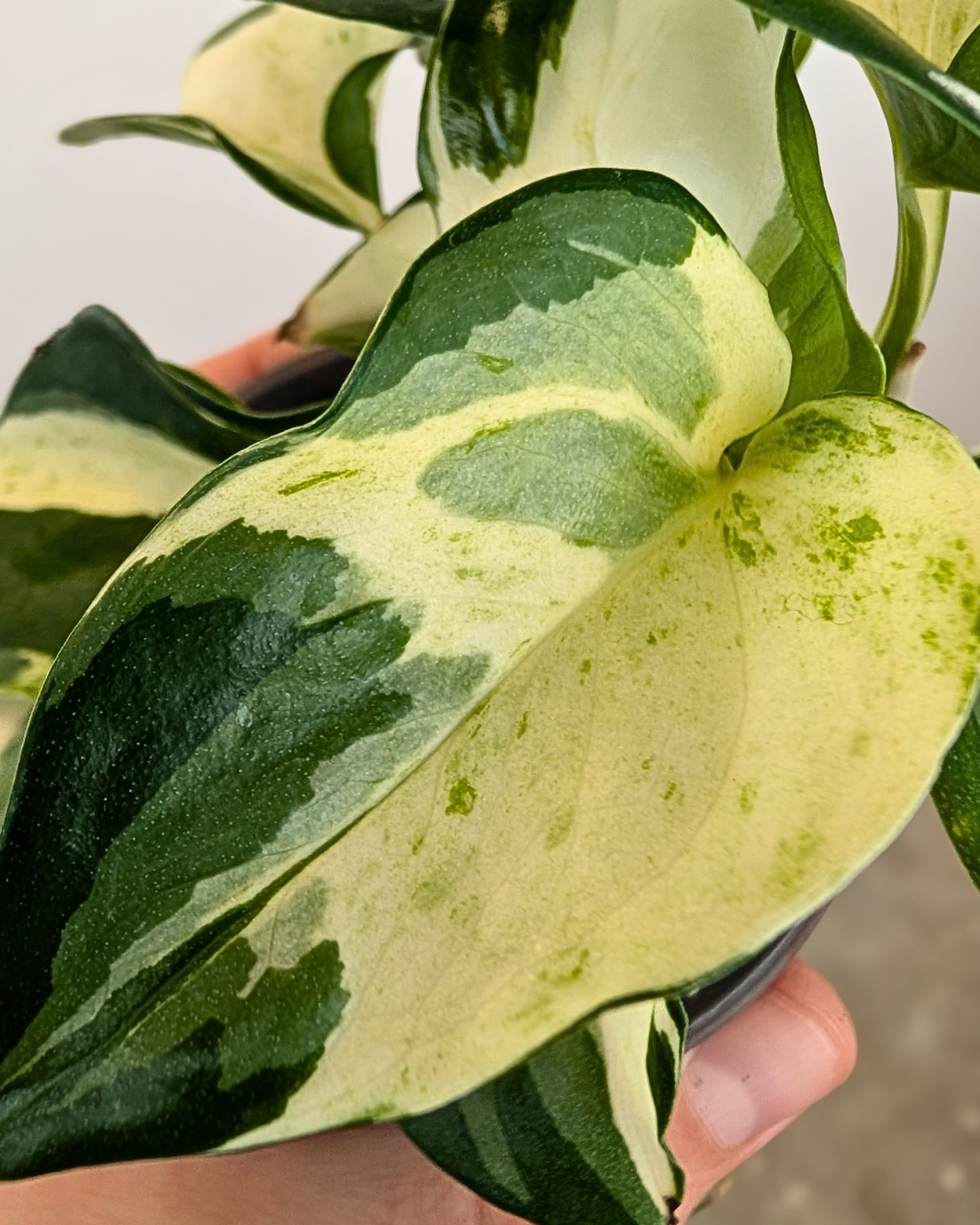 Pothos Manjula