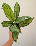 Aglaonema 'Christina'