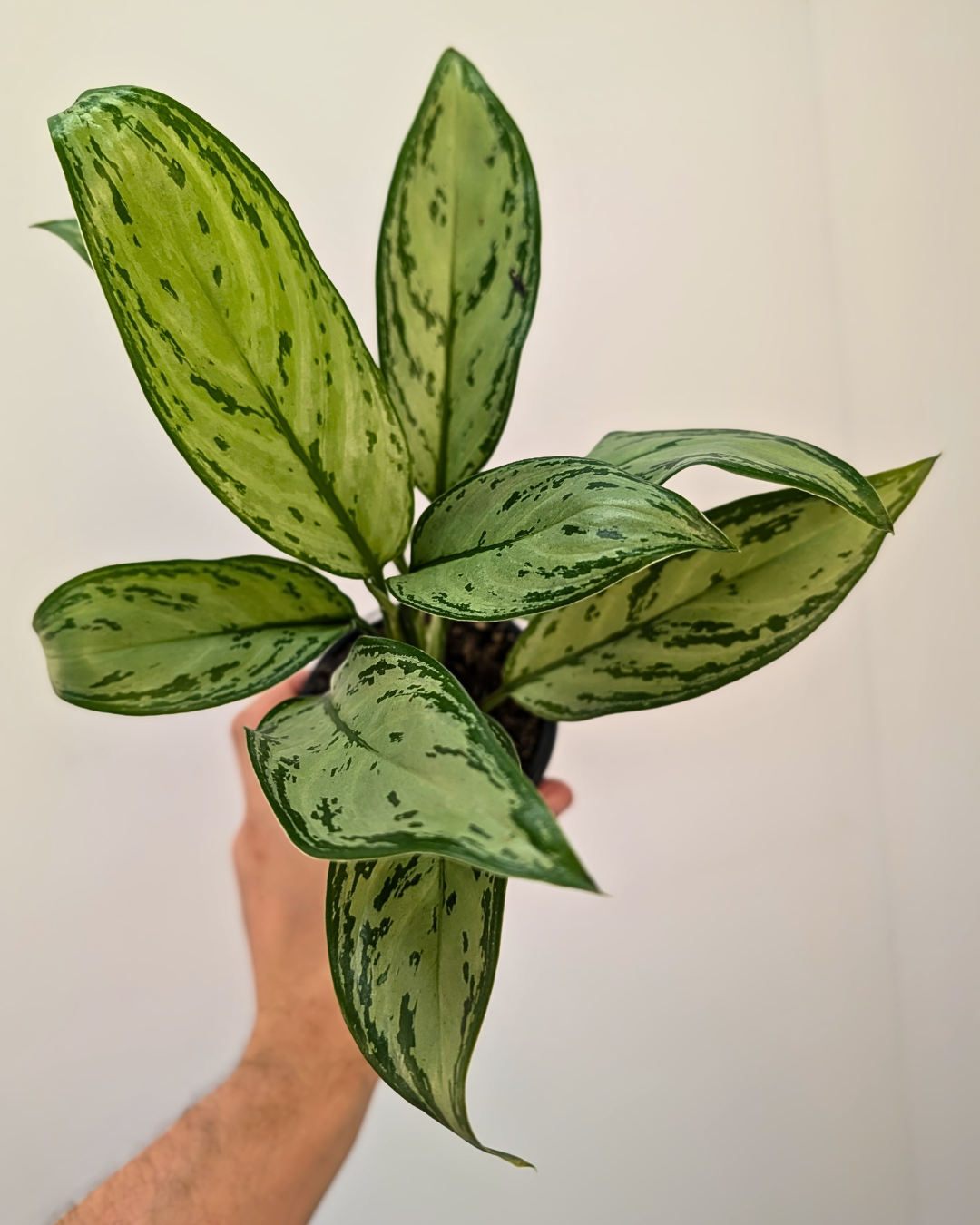 Aglaonema 'Christina'
