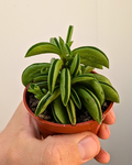 Peperomia 'Taco Leaf'