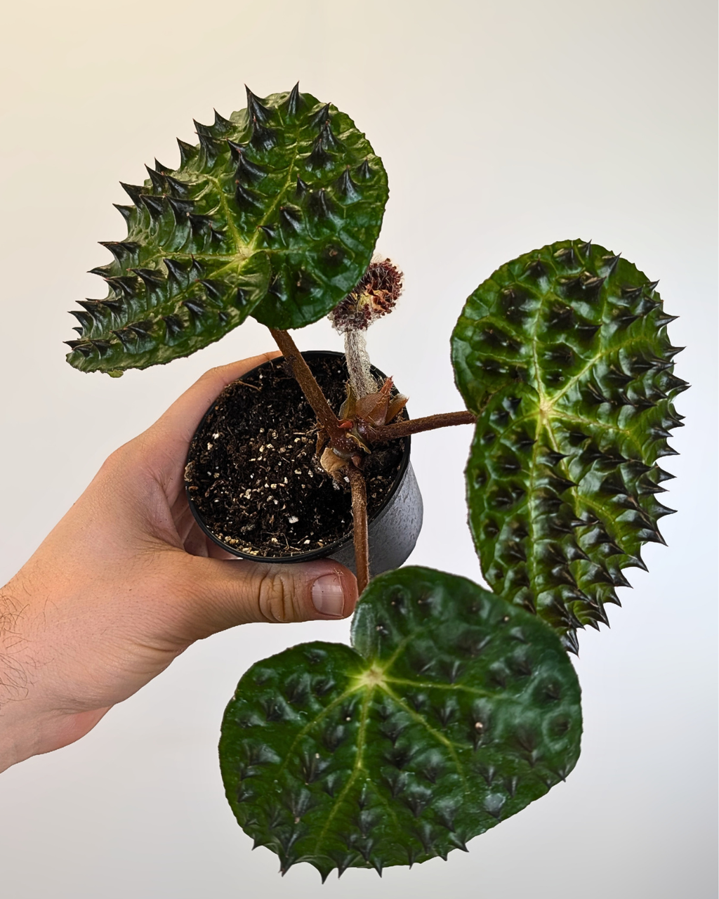 Begonia Ferox