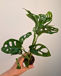Monstera Adansonii