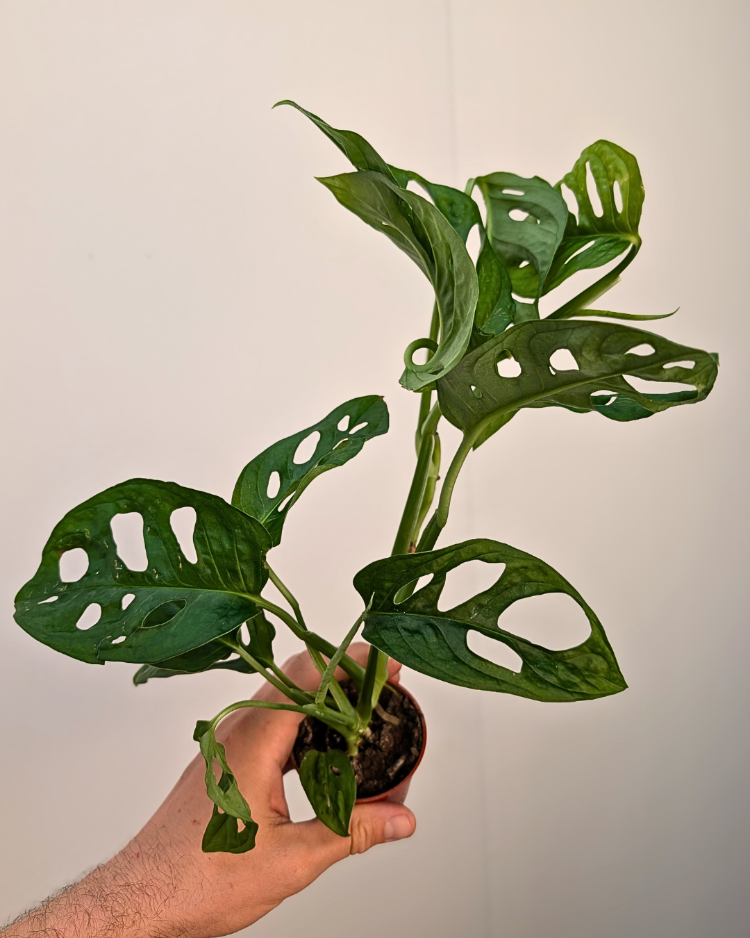 Monstera Adansonii