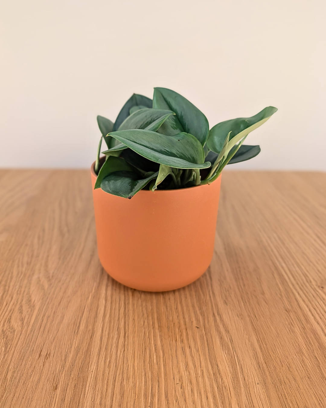 Cache-pot 'Terracotta'