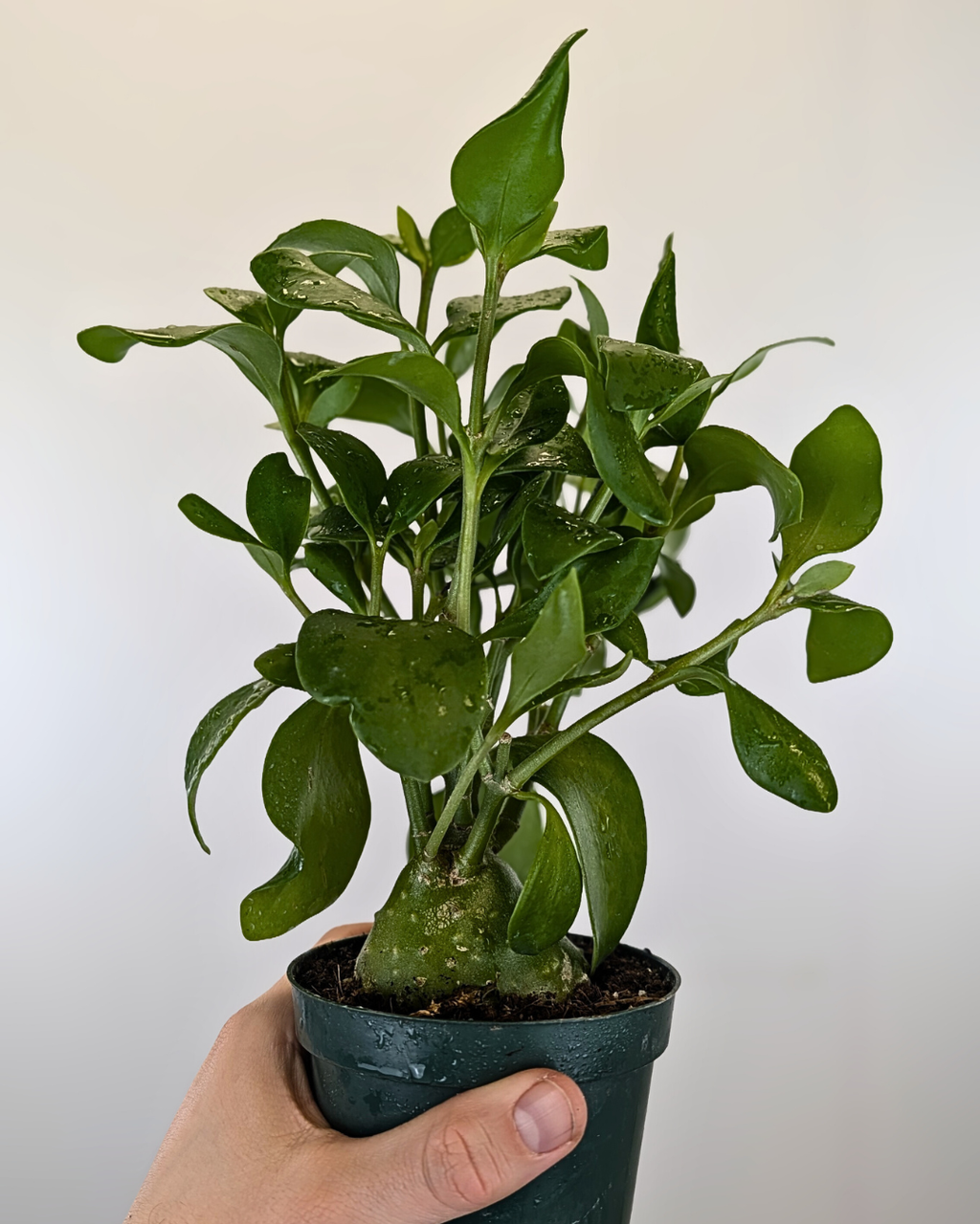 Hydnophytum (Ant plant)