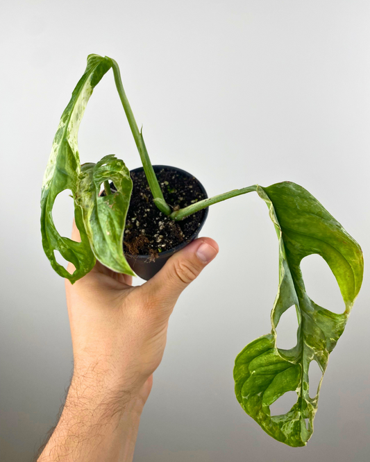 Monstera Adansonii Indonesian Marble Variegata