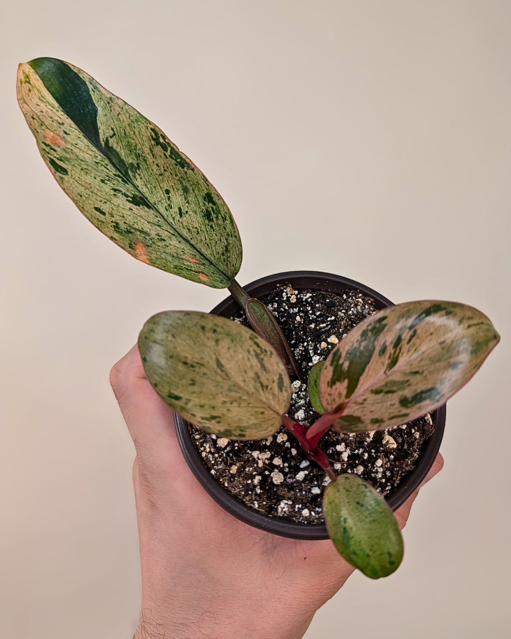 Philodendron 'Red Congo Dwarf'