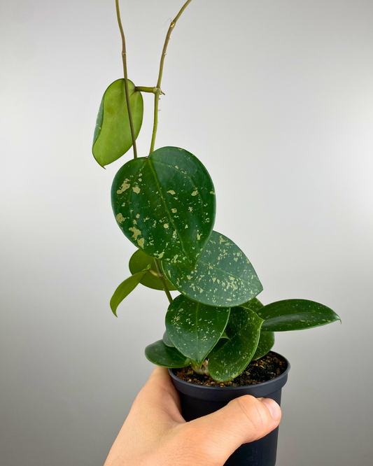 Hoya Parasitica Heart Splash