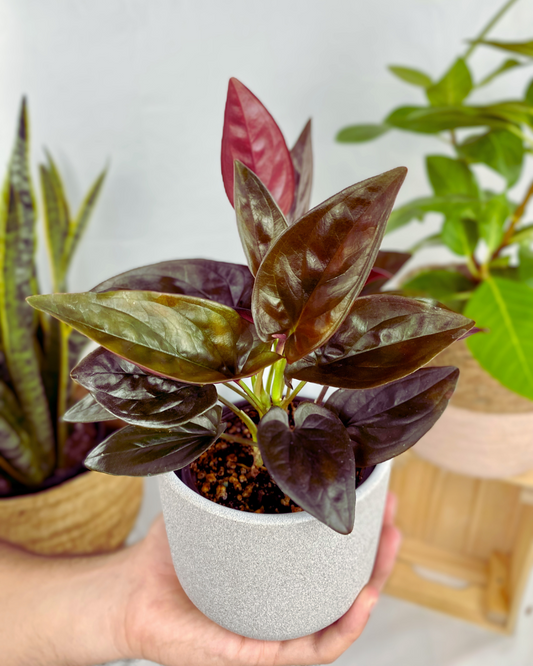 syngonium red arrow in grey pot