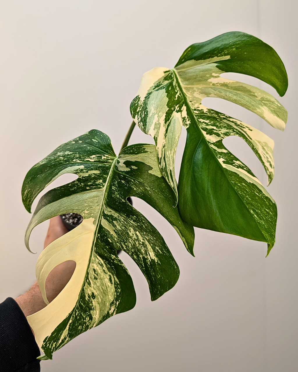 Monstera Borsigiana Albo