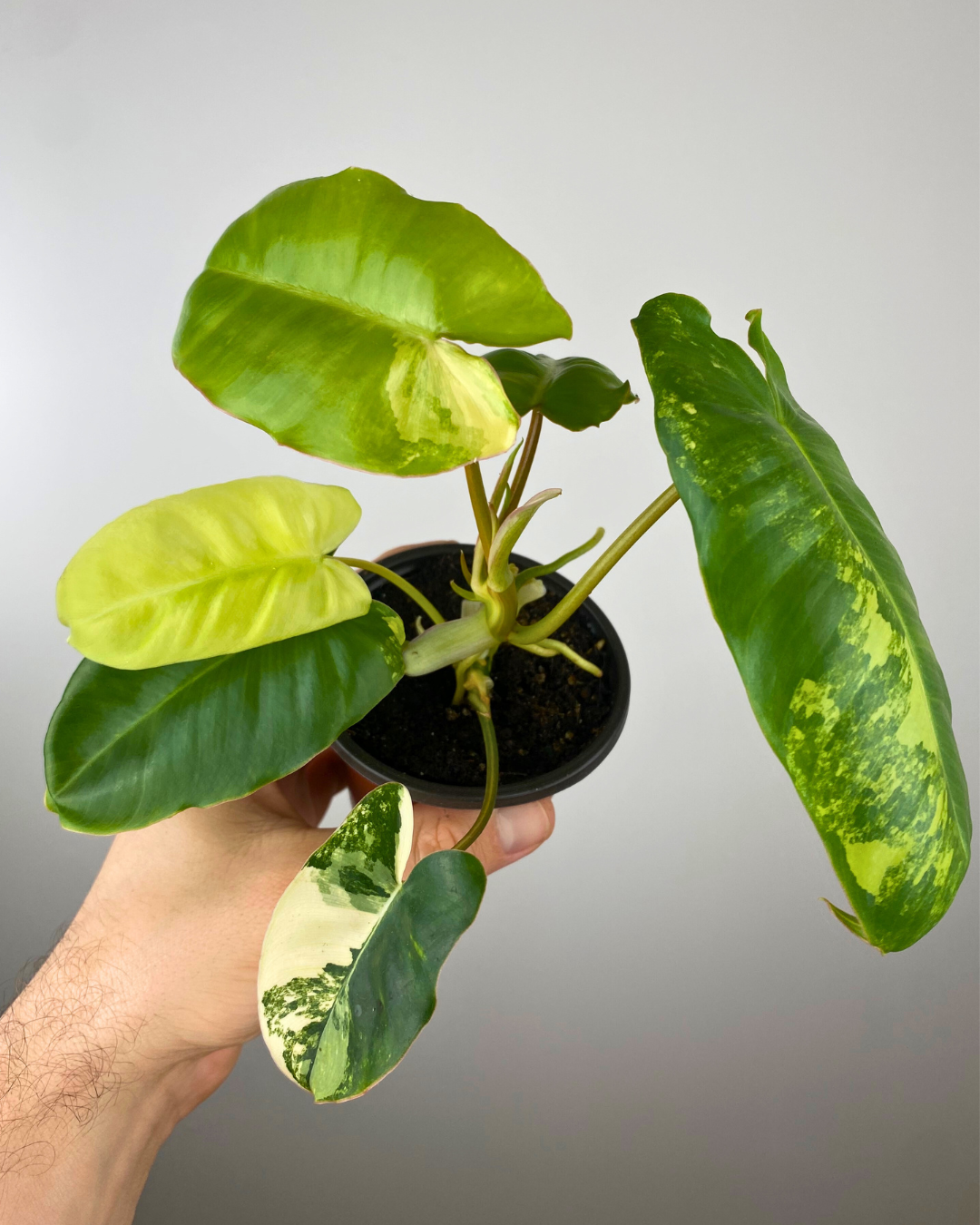 Philodendron Burle Marx Variegata