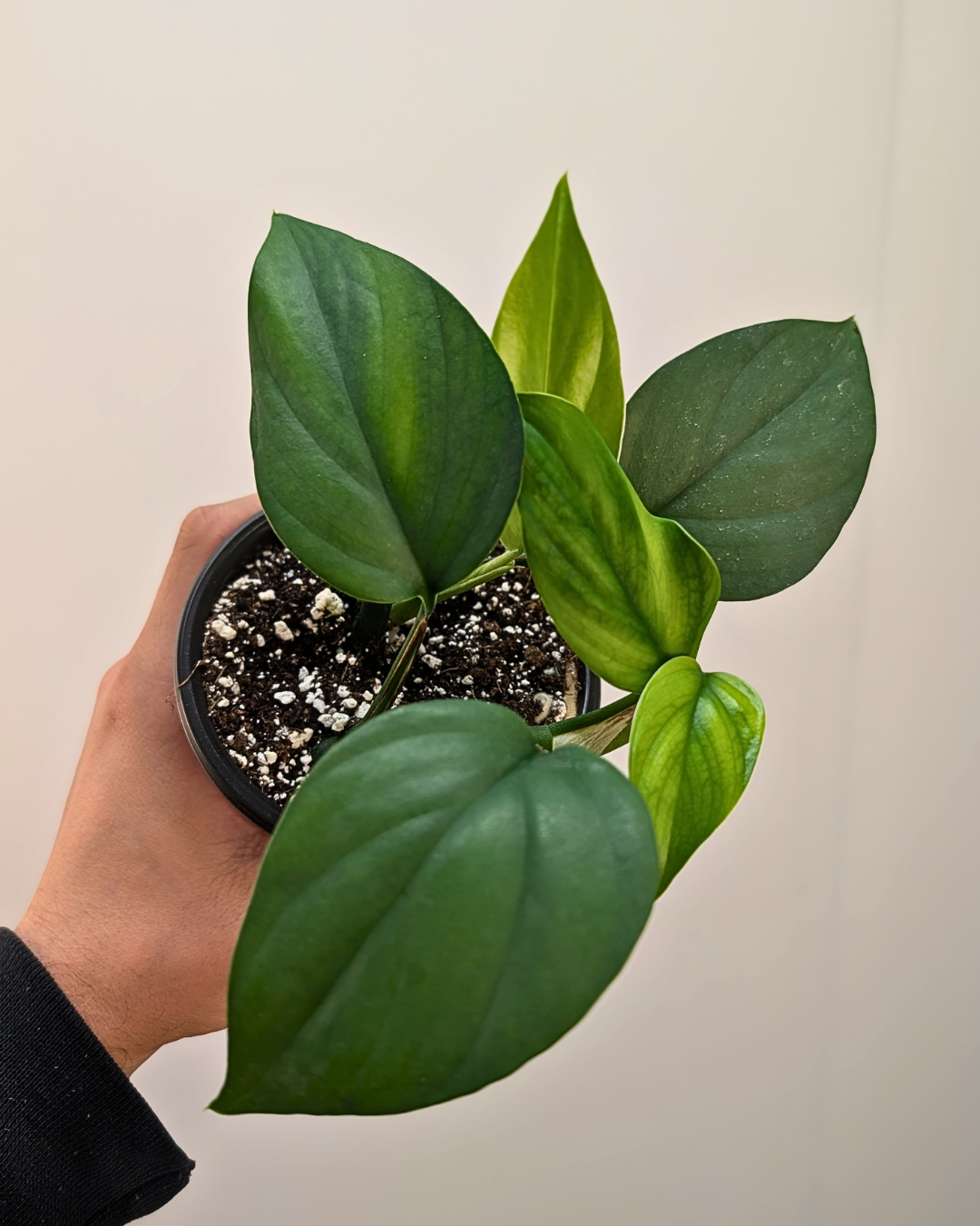 Rhaphidophora Pertusa